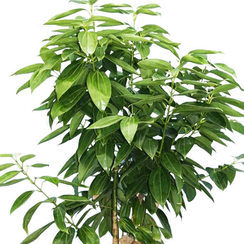 Planta Árbol Canelo Canela Doce 0