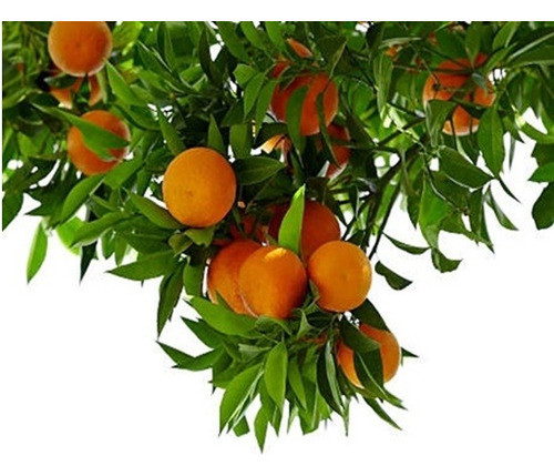 Naranjo Arbol Injertado 0