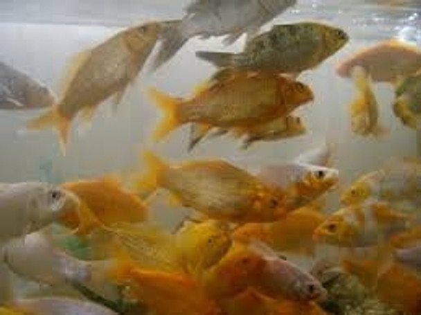 Carpas Koi 7 A 8  Cm 0 Carpas Koi 7 A 8  Cm 0