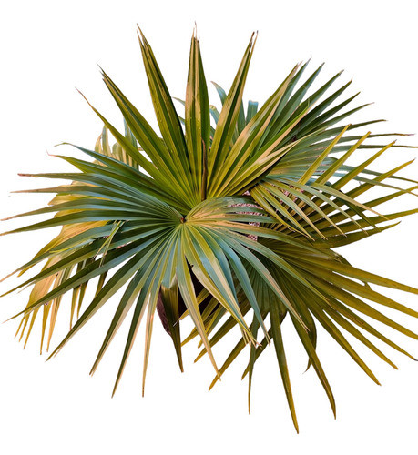 Palmera Whashigtonia 0