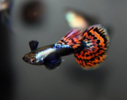 Peces Lebiste Dumbo Mosaico (pareja) 0