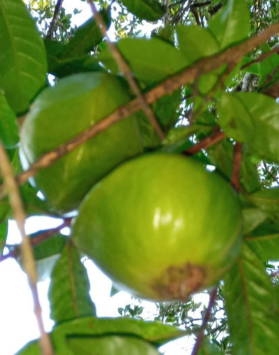 Cambuci Fruta (congelada) 0