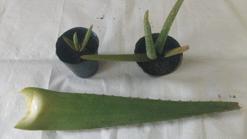 3 Plantines Aloe Vera Barbadensis, El Comestible Medicinal 0