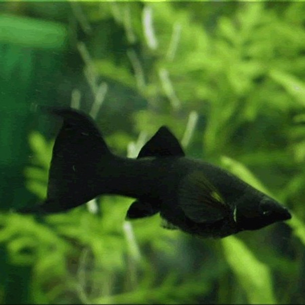 Molly Surtida!! Oferta Elegi Mundo Acuatico 0