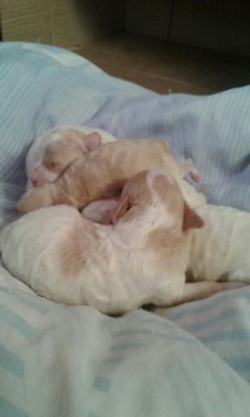 Caniche Mini Color Blanco Manchas Beig 0