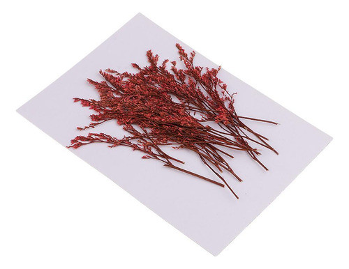 20 Peças De Flor Seca Real De Limão Vermelho Tingido, Prensa 0