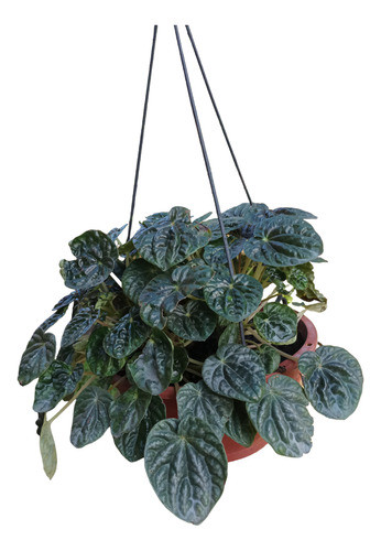 Planta Peperomia 0