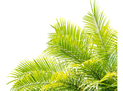 Palmera Phoenix Roebelenii 0