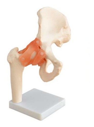 Cadera Con Ligamentos Modelo Anatómico Para Demostraciones 0