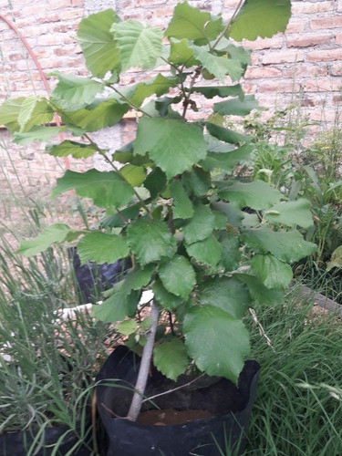 Árbol De Avellano 0