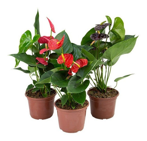 Planta Anturio P12 0