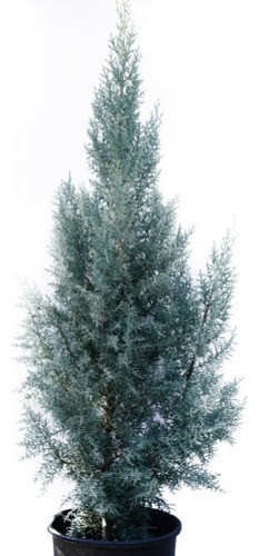 Cupressus Arizónica Horizontalis  Glauca, Por Mayor ! 0