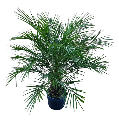 Palmera Fenix. 0