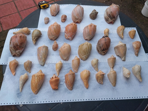 Lote De Caracoles Marinos O Consulte Por Unidad 0