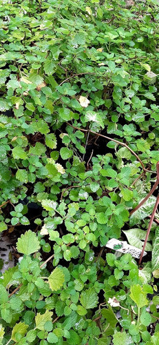 Mirra, Planta Organica 0