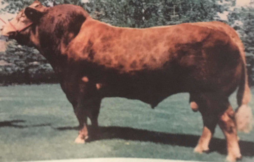 Semen Bovino - Limousin 0
