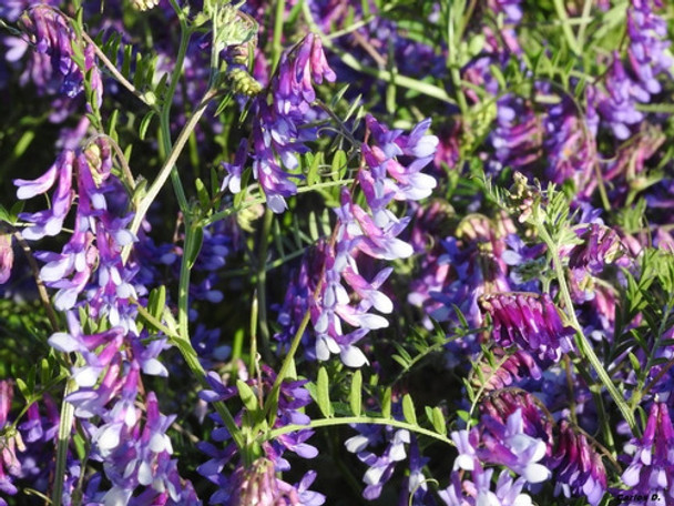 Semillas De Vicia X 20 Kg Pasturas 0