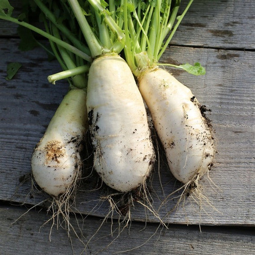 Nabo Vertus Semillas Orgánicas!!! 0