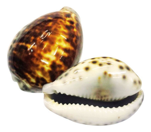 Búzios Tigre - Unidade 0