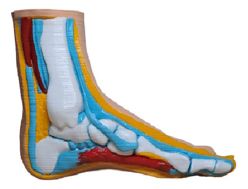 Modelo Pie Normal - Anatomía - Maqueta - Educativo 0