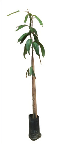 Planta De Mango Injertado (variedad Manila) 0