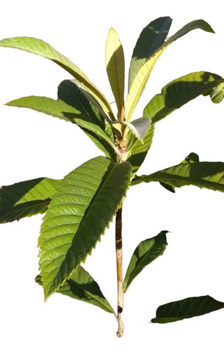 Arbolitos De Nísperos 0