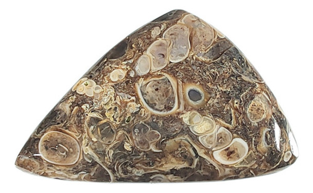 Turritela Cabujón Art 437 0