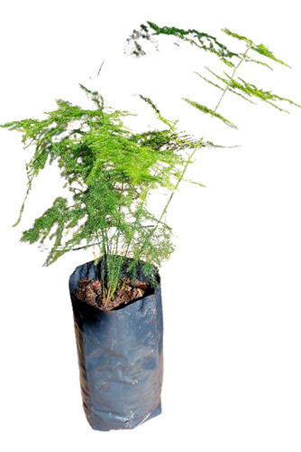 Planta De Helecho Espárrago 0