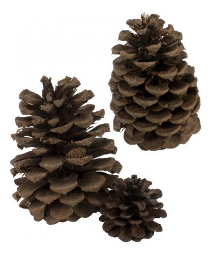Piña De Pino 0