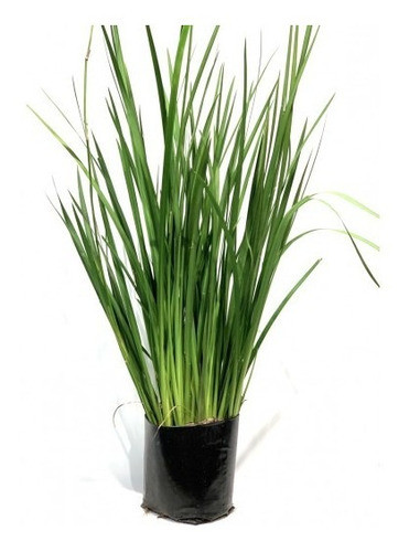 Dietes 0