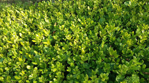 Pittosporum 0