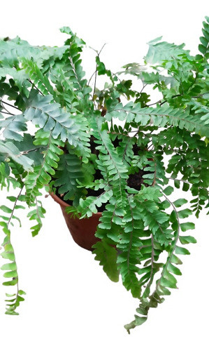 Helecho Culandrillo. Variedad No Común 0