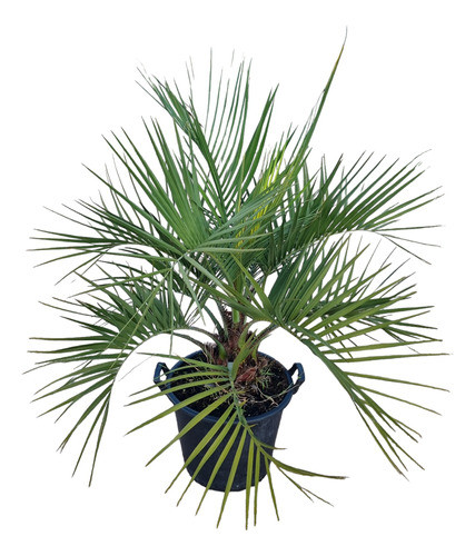 Palmera Butia 0