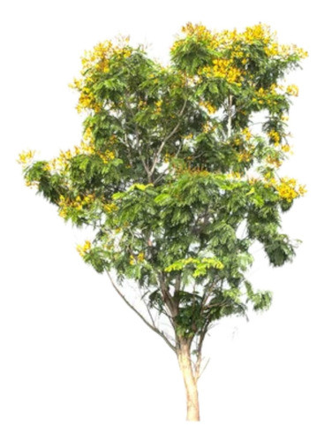 Árbol Acacia Mimosa Envío Gratis 0