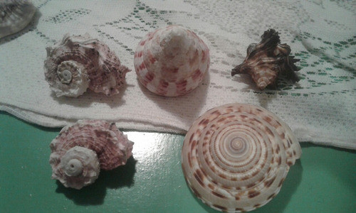 Caracoles Marinos De Coleccion 0