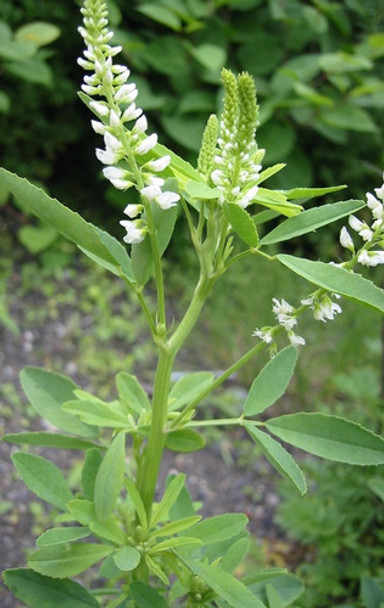 Semillas De Melilotus Alba X 20 Kg 0