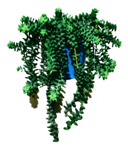 Plantas Colgantes 0