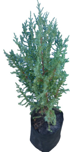 Enebro, Árbol. 0