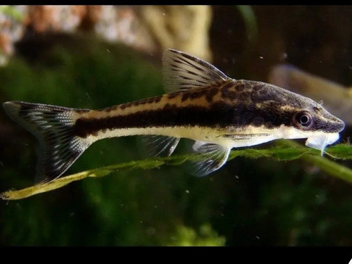 Pez Otocinclus Come Algas 0