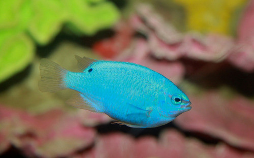 Pez Marino - Chrysiptera Cyanea 0