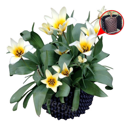 Vaso Enraizador Plantas Frutíferas Hortas Ornamentais 21 L 0