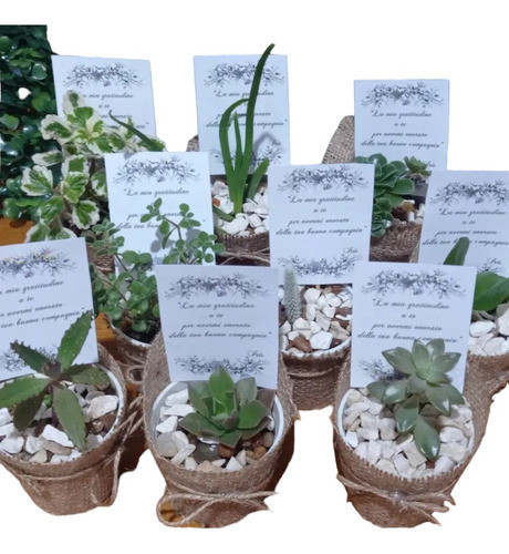 Suvenirs Suculentas Cactus El Precio Publicado Es Por 20 Uni 0