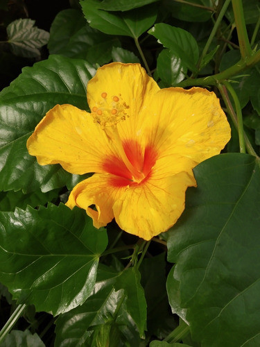 Hibiscus 0
