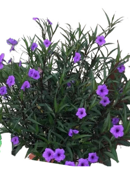 Planta Ruelia Flor 0 Planta Ruelia Flor 0