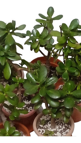 Plantas Suculentas 0