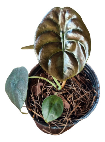 Alocasia Cuprea 0