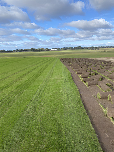 Césped Bermuda O Gramilla 0