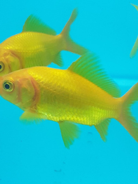 Goldfish Cometas Oro Peces Agua Fría Cometas Oro 8 Cm 0