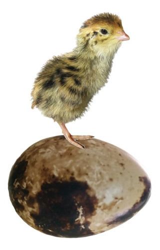 Huevos Fértiles De Codorniz X 10 Docenas 0