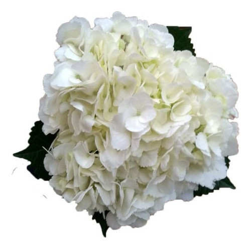 Hortensia Flor Blanca 0
